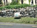 20130611Ireland0208.JPG