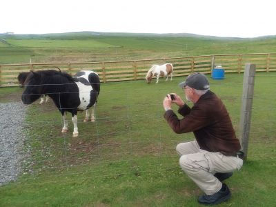 Shetland Ponies
