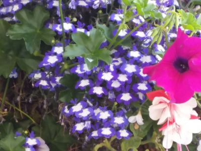 unidentified flower in hanging basket, Howeth
